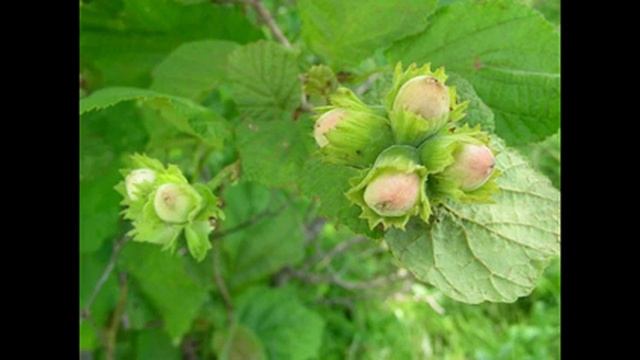 ореховое масло от ожогов и укрепляющее для волос смотреть онлайн