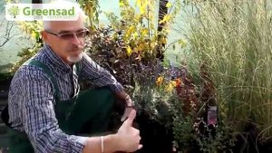 Растения для создания живых бордюров