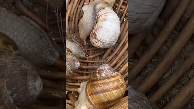 Ну и улиточка!!! смотреть онлайн