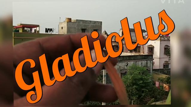Gladiolus 1 month after potting смотреть онлайн