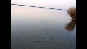 Ловля судака на резинку в октябре.