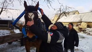 ЛОШАДИ /КОБЫЛЫ ЛИТОВСКИЙ ТЯЖЕЛОВОЗ