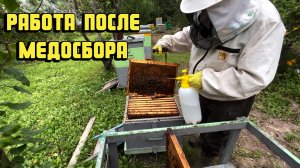 ОБЯЗАТЕЛЬНО сделай это после медосбора! Важная инструкция на пасеку осенью. #пчеловодство #пасека