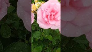 Роза Jardins de Villandry Жардин де Веландри, 10.06.23 г. роза в моем саду.