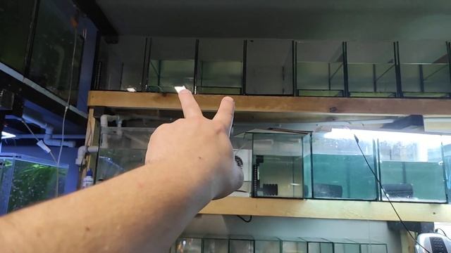 Наблюдения по неону и тернеции... смотреть онлайн