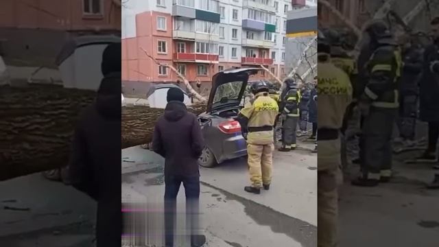 В Новокузнецке из-за сильного ветра дерево упало на проезжавшую рядом машину.