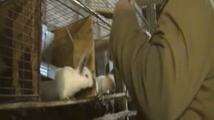 Нужно ли кроликам сено.