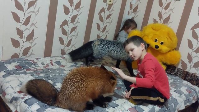 Лиса Леся ругается за игрушку смотреть онлайн