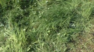 99 Серия Растение Белокопытник и о его Пользе, Тайга, Корявая тропа Кочки, Устье реки Даугли