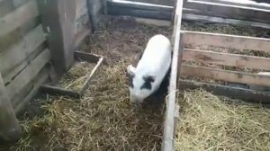 Честный вес вьетнамских поросят. Часть 1.