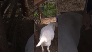 Как выглядит коза первокотка в 4 месяца беременности