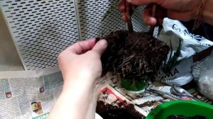 Кротон "Золотая пыль" (Codiaeum "Gold Dust") - пересаживаю.