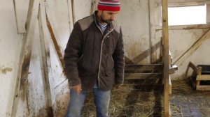 Отвечаем на вопросы , почему не привязываем корову и телку, такой уж холодный у нас сарай_