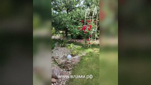 Роза Red Flame (Ред Флейм)? Плетистые розы в Подмосковье.
