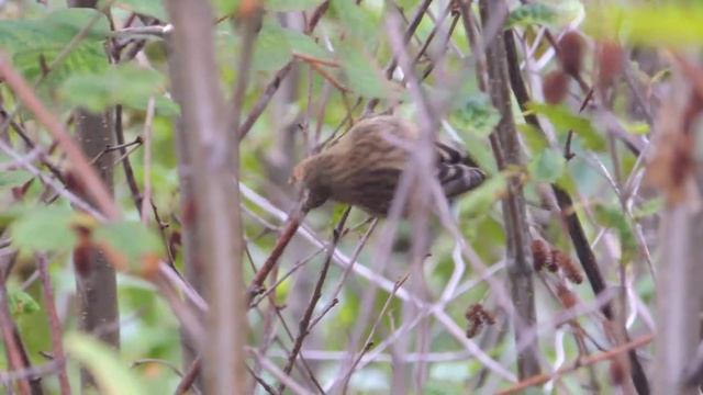 чечетка кормится семенами серой ольхи смотреть онлайн