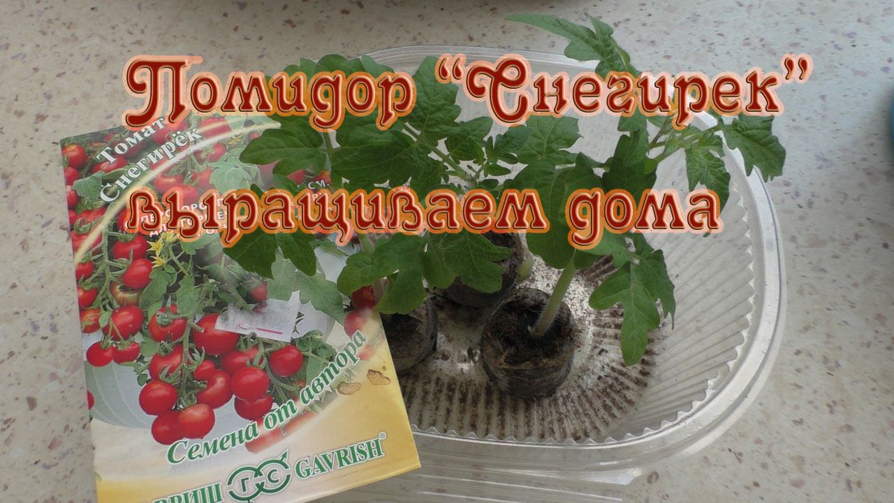Выращивание помидора зимой дома