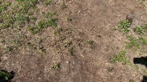 Купили ЗАБРОШЕННУЮ ДАЧУ | Что будет с беседкой | Осталось совсем немного | Будущие планы | # 5