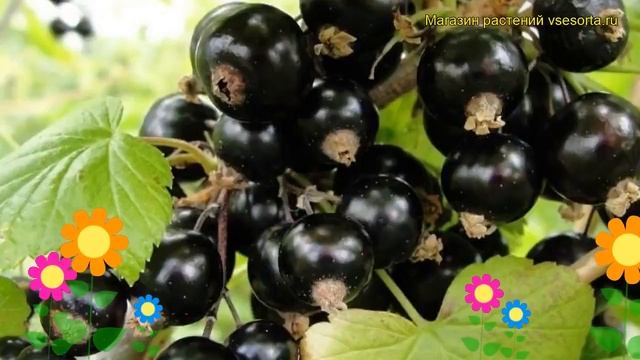 Смородина черная Селеченская. Краткий обзор, описание характеристик ribes nigrum Selechenskaia смотреть онлайн