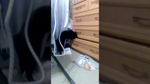 Кошка собирается на свидание. смотреть онлайн