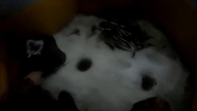 Всё познаётся в сравнении! Mr Musurok Lures&Rod смотреть онлайн