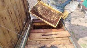 Старый МЕД что с ним делать???Пчеловодство