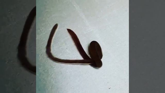 Аскариды семейство крупных паразитических круглых червей длина самки паразита #рекомендации #рек смотреть онлайн