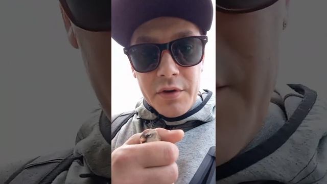 Сокол воробей снегирь! смотреть онлайн