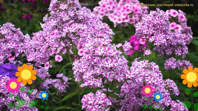 Флокс метельчатый Машенька. Краткий обзор, описание характеристик phlox paniculata Машенька смотреть онлайн