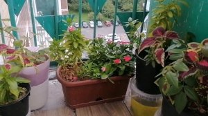 обзор комнатных цветов, эти цветы посадили забыл