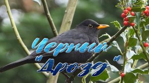 Чёрный "Дрозд" (Turdus merula) кушает красную ягоду Падуб (Stechpalmen).#RUTUBEпроекты