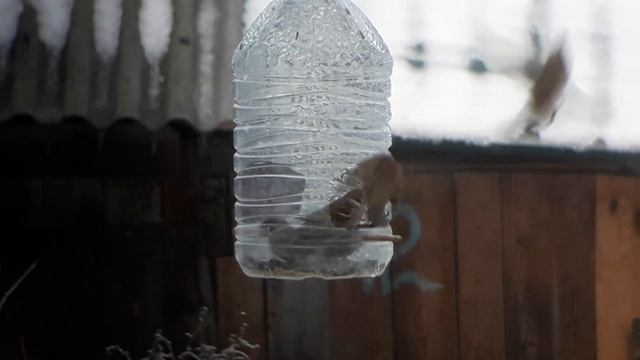 Птички в кормушке смотреть онлайн