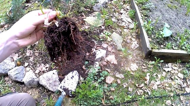 Размножение можжевельника черенками