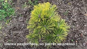 СОСНЫ В НАШЕМ САДУ: КАРЛИКОВЫЕ И НЕ ОЧЕНЬ ) ?