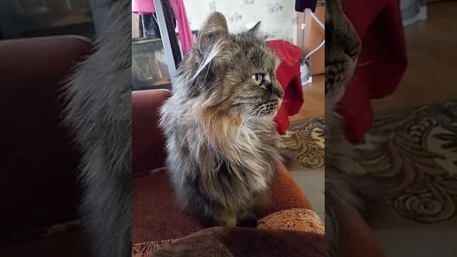 wild Siberian cat ? дикая сибирская кошка Муся