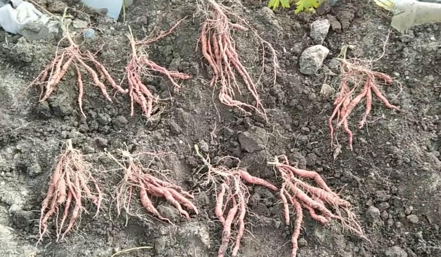 Выращивание батата под Красноярском 2021г. -Это фиаско брат!