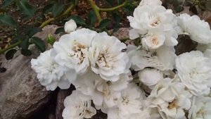 Почвопокровная роза Суоми