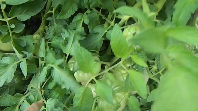 Томат Шедевр F1. смотреть онлайн