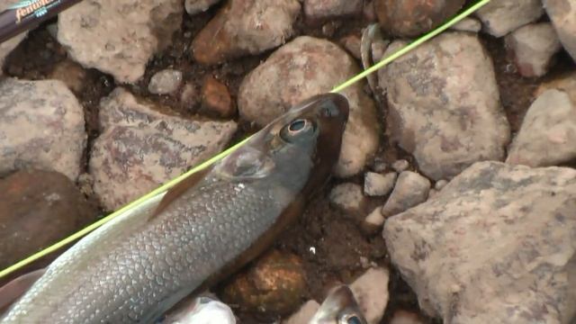 Хариус ВерхнеВолжский=Верхняя Волга=Река РА=Дары реки РА=Тверь смотреть онлайн