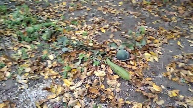 Природная мочалка-люффа начинается с марта смотреть онлайн