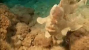 СОКРОВИЩА МОРСКИХ ГЛУБИН