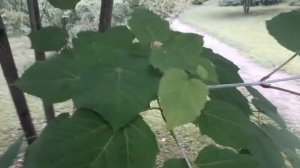 Клен зеленокорый