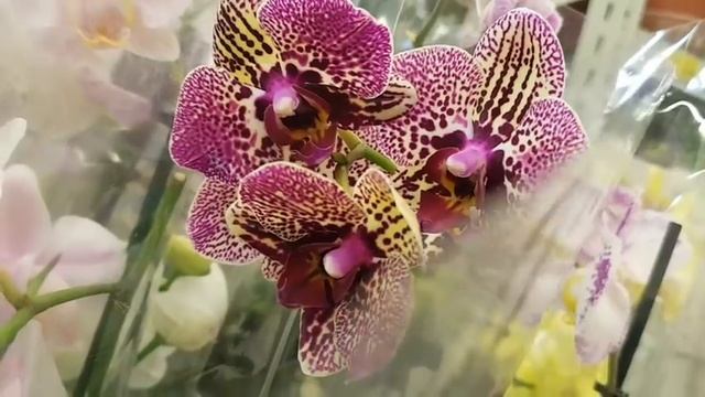 ОРХИДЕИ на любой вкус по 495р. в КАСТОРАМА Мелодия Melody Orchids ORCHID орхидея ОРЕНБУРГ Обзор