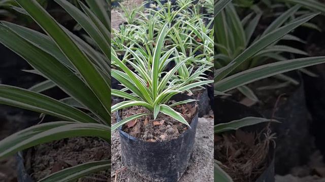 Tanaman hias lili paris I Chlorophytum bichetii