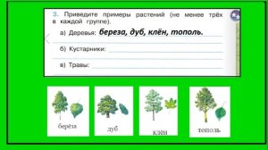 Какие бывают растения 3 задание. Окружающий мир 2 класс рабочая тетрадь. Группы растений