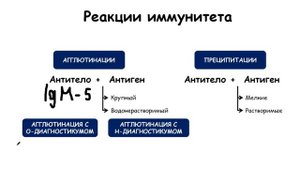Реакция агглютинации и преципитации | Иммунология