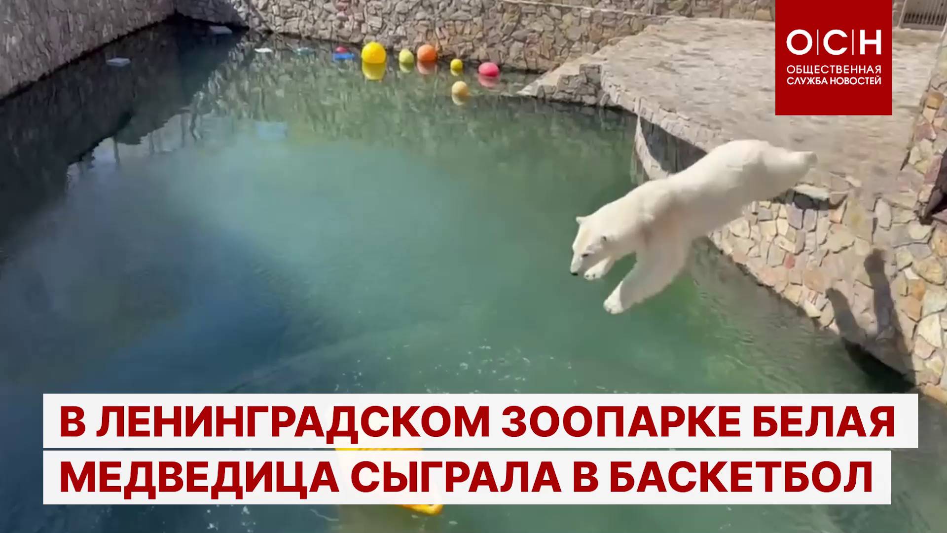 В Ленинградском зоопарке белая медведица сыграла в баскетбол