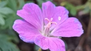 Заговор от боли в сердце