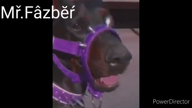 Доберман | Эдит смотреть онлайн