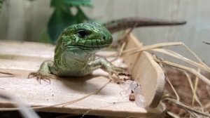 Зачем ящерицам спячка ?Нужна ли она вообще ?
