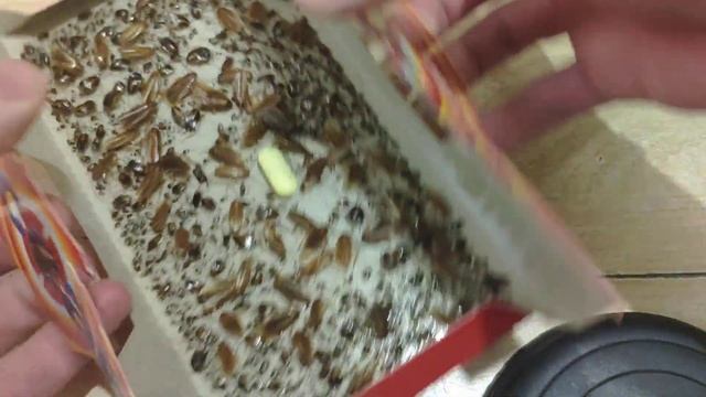 Форсайт.ловушка для тараканов смотреть онлайн